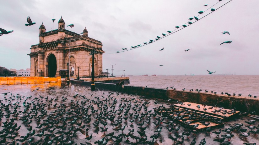 flock of birds near gateway of India 