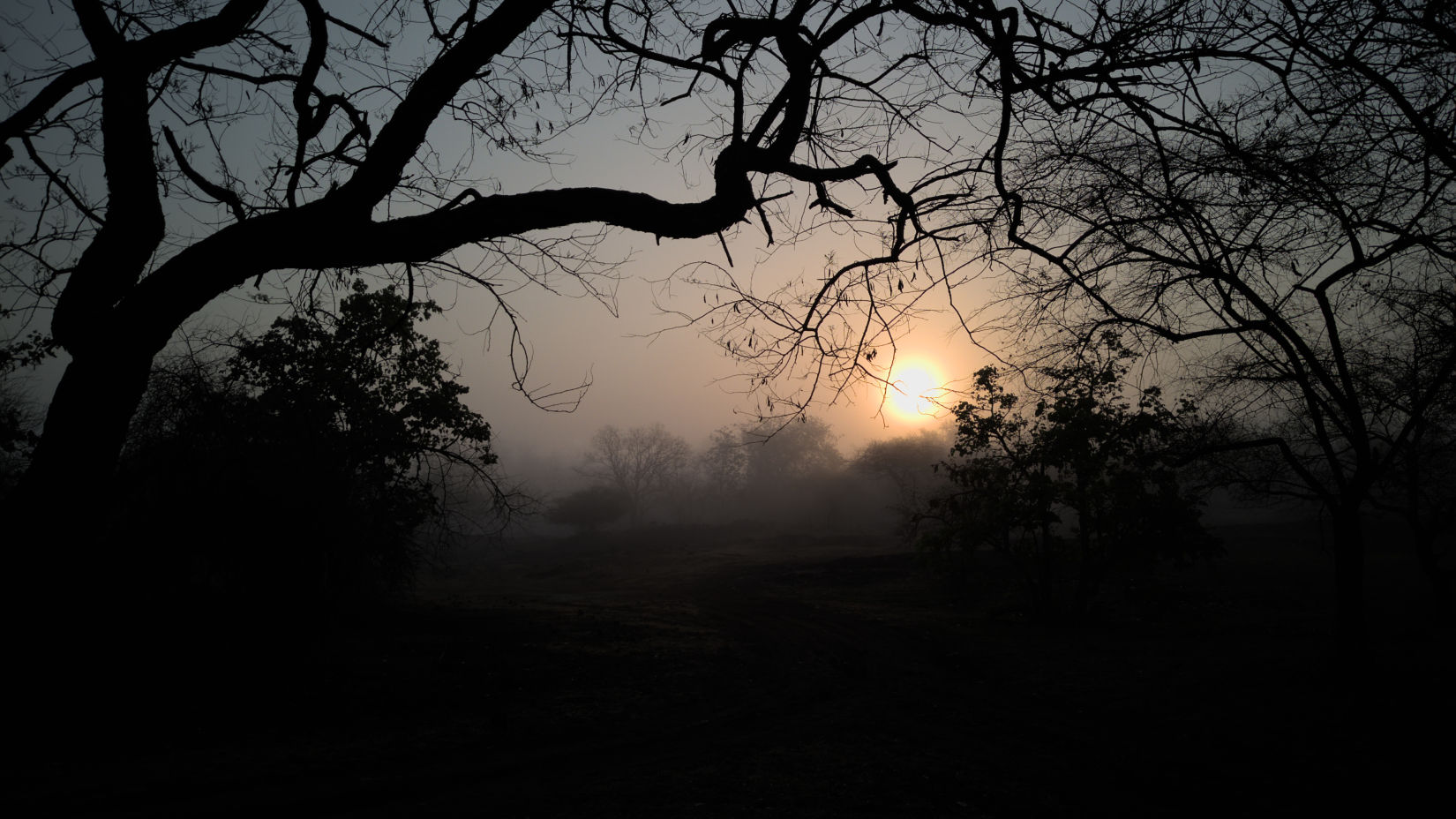 image of a sunset captured in an angle where trees form a canopy