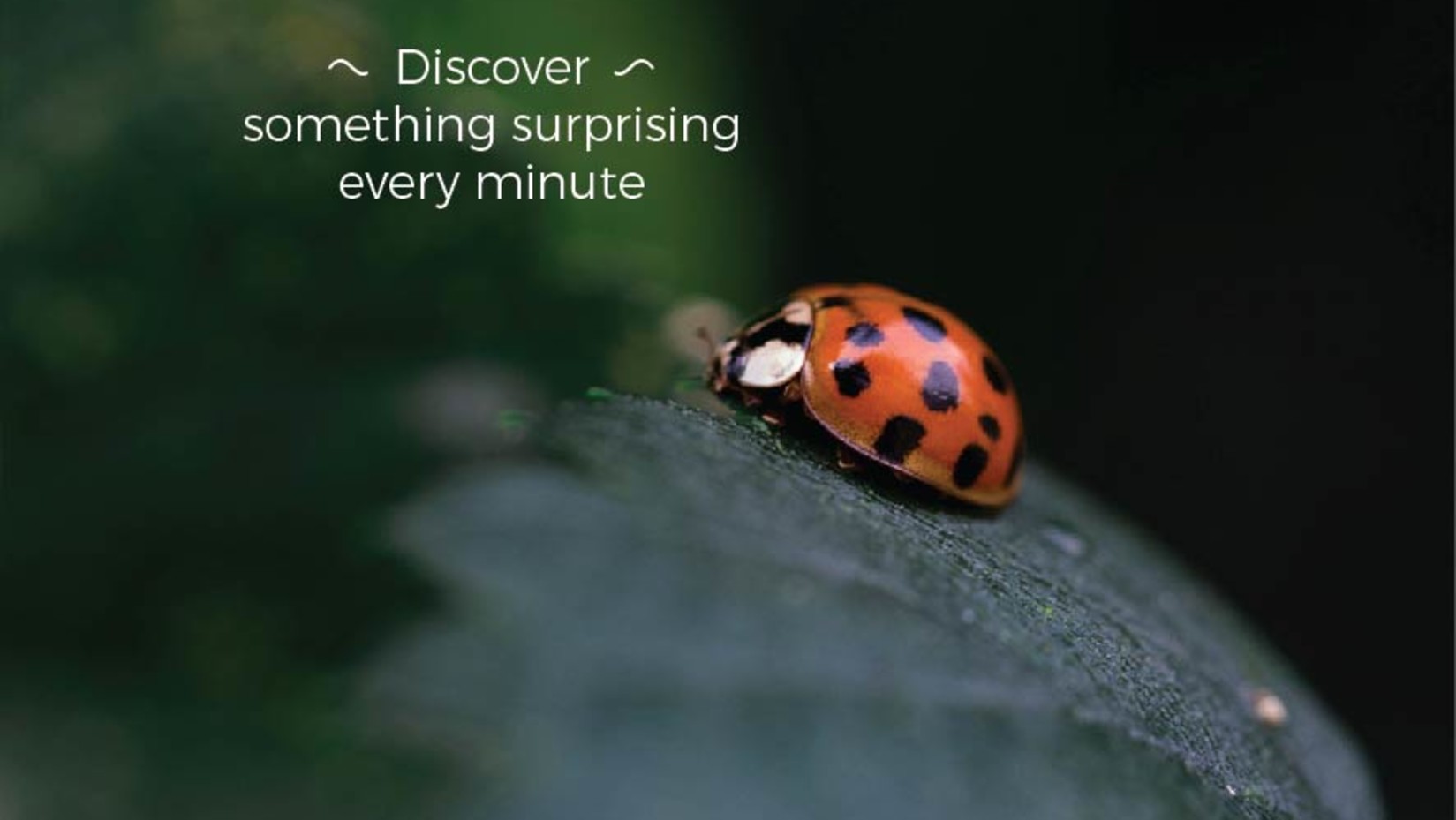 Advertisement featuring a ladybug on a leaf for Amanvana Spa Resort.