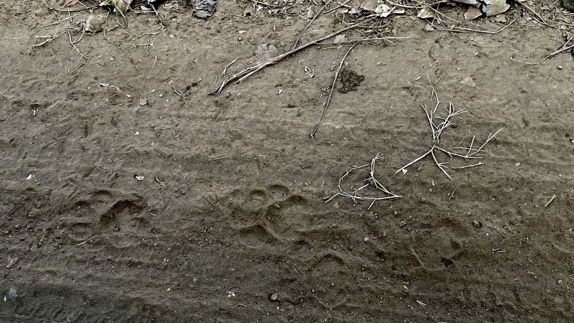 paw prints of a lion on a sandy trail