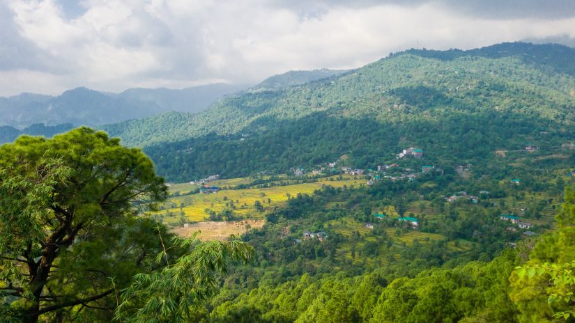 tea garden in himachal pradesh