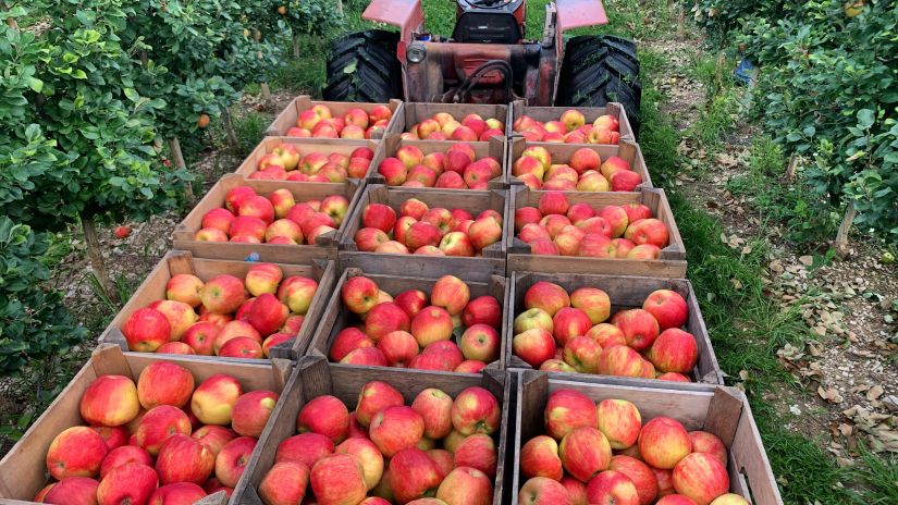 Basket of fresh apples plucked from apple trees