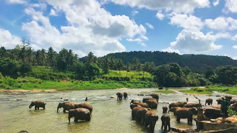 a herd of elephants captured bathing in a river with green trees in the background