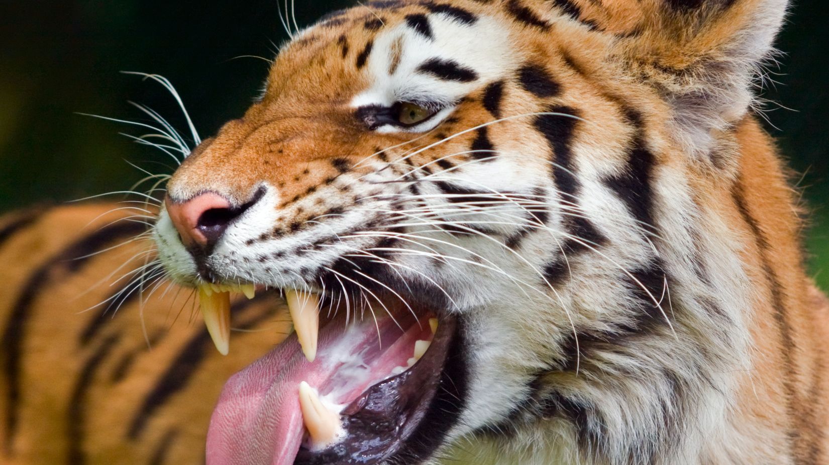 a close up shot of a Tiger opening its mouth wide while sticking its tongue out