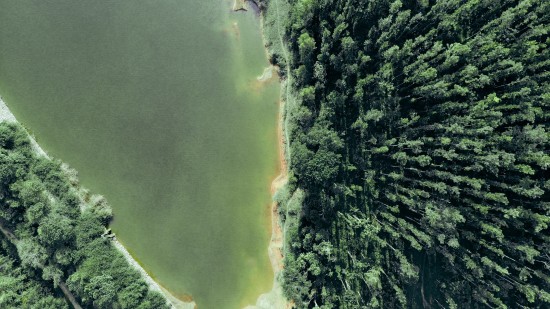 An aerial view of a lake in between a forest with tall trees