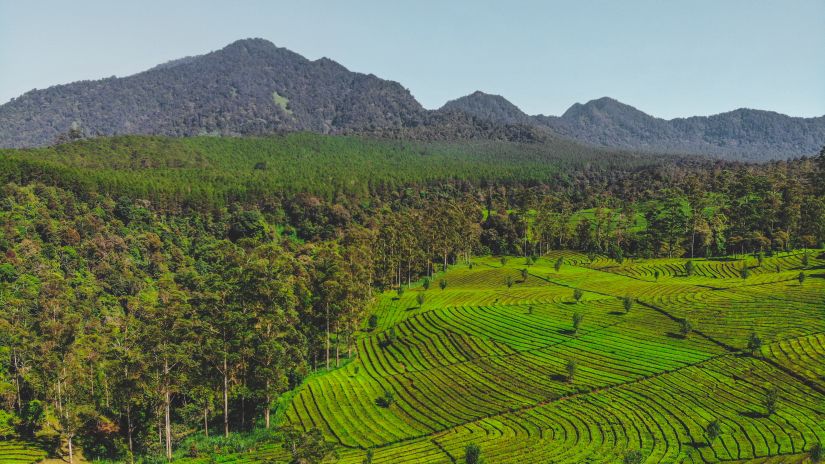 A view of tea plantation with mountains and trees in the background