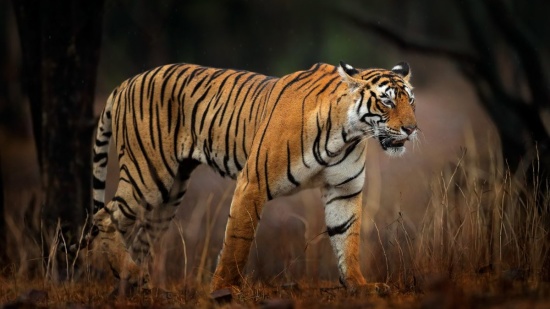 Ranthambore tiger