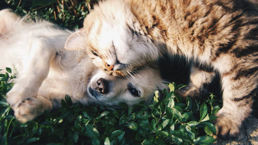 Puppy and Kitten Playing together on a lawn