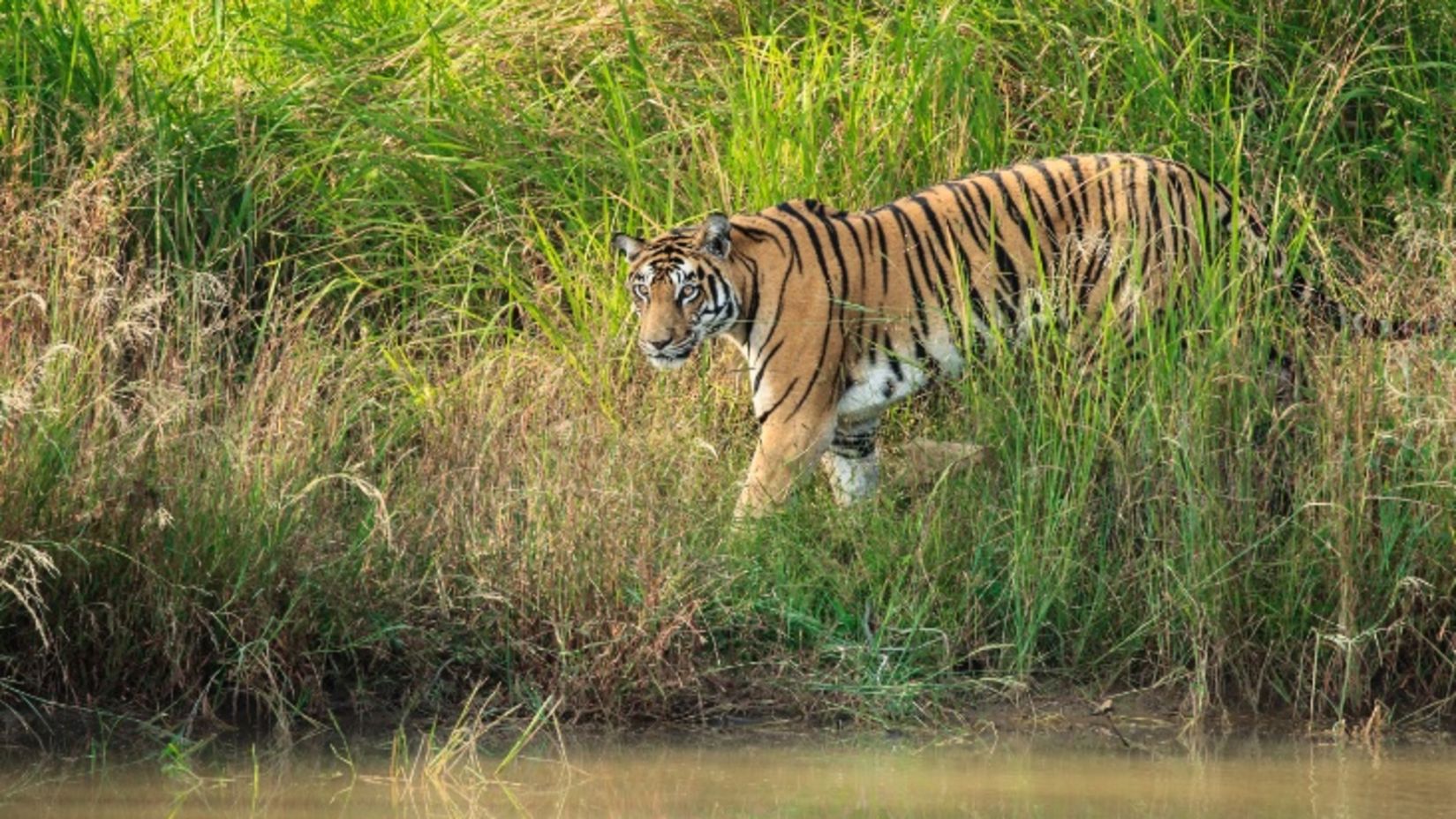 tiger safari near bhopal