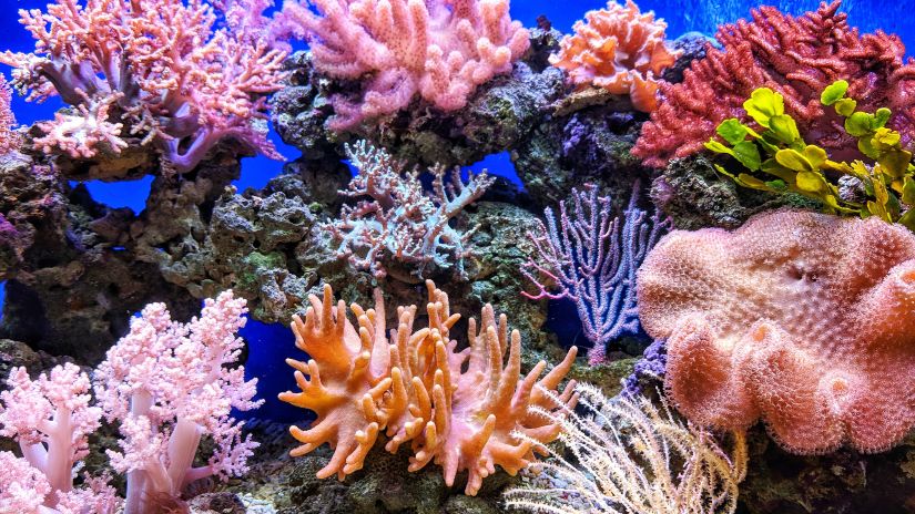 corals of Andaman and Nicobar islands