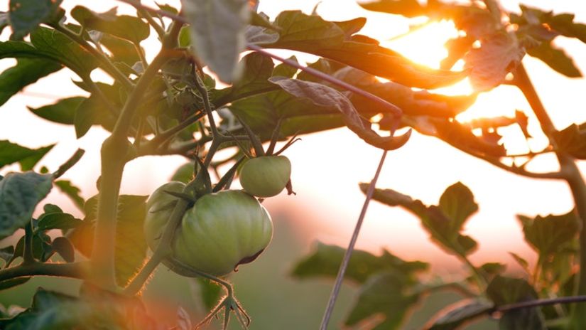 an image of a fruit on a tree