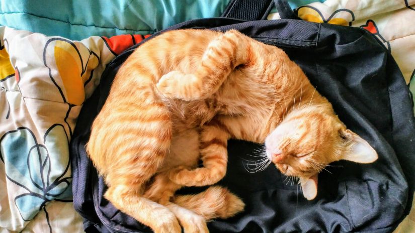 Cat enjoying sleeping at the pet friendly cafe in gurgaon