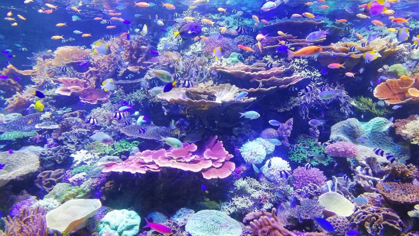 dazzling range of marine life near a coral