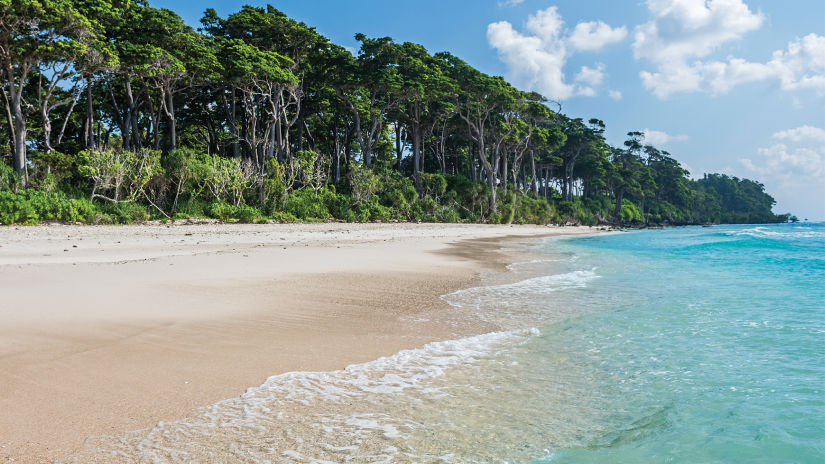 trees on a beach 42989