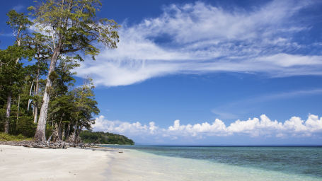 trees on a beach 2497