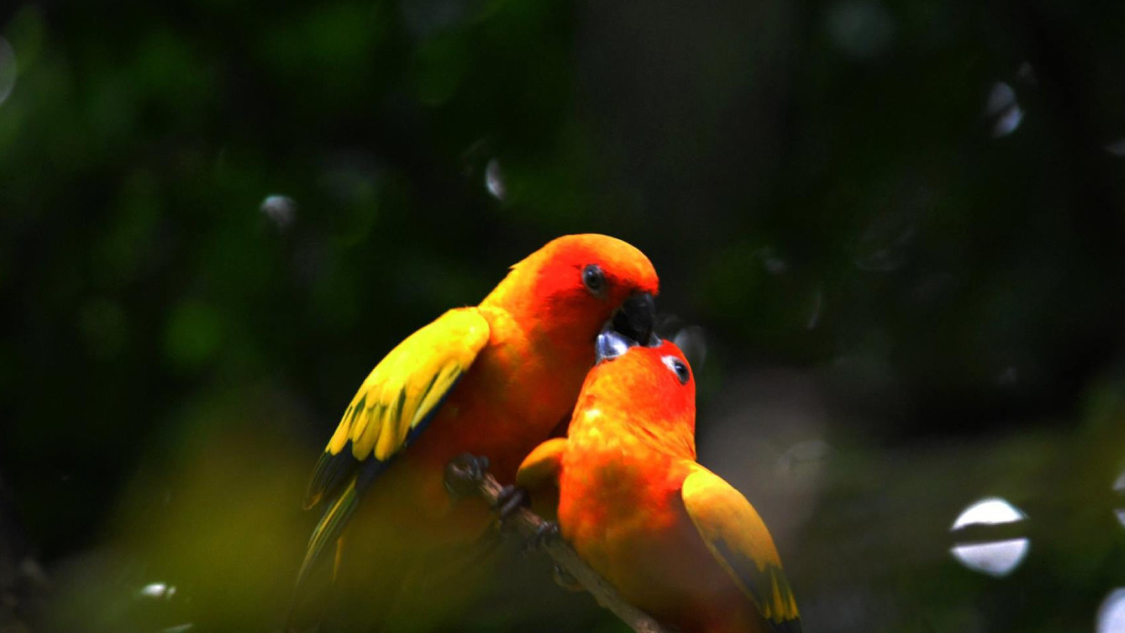 Birds of Malnad 9873