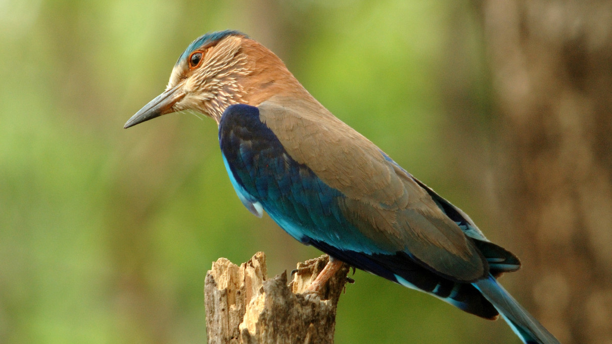 Bird Watching in Kabini offered at The Serai 