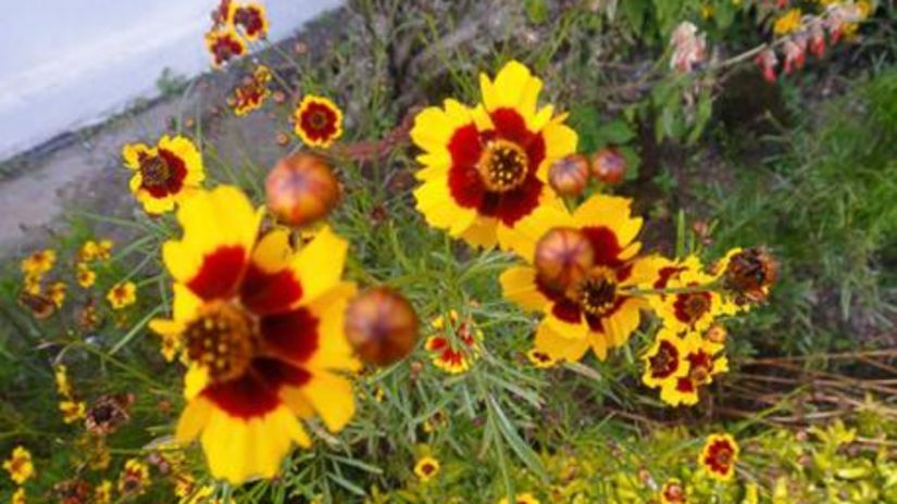 Coreopsideae flowers in bloom with greenery around - Wallwood Garden - 19th Century, Coonoor