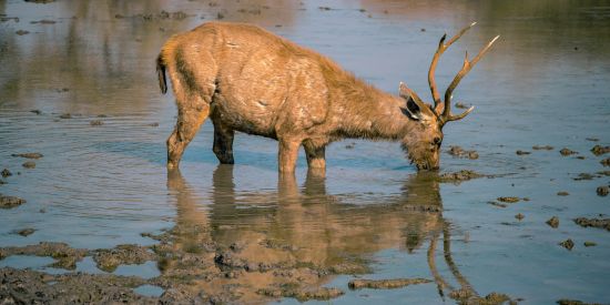 alt-text an animal drinking water 