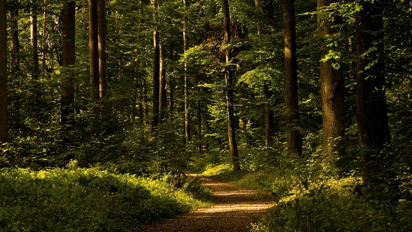 a image of a road leading to a dense forest