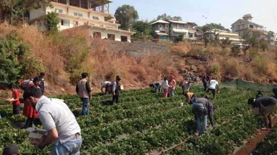 People participating in a farm tour, picking strawberries in a field, with houses on a hill in the background.