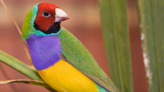 Gouldian Finch