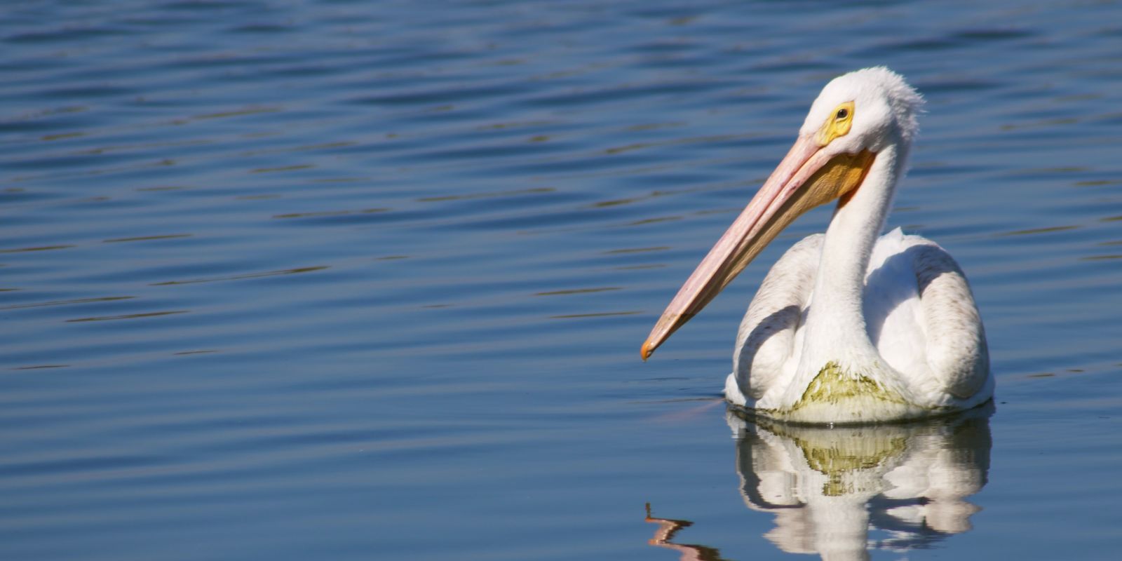 pelicans near water in a sanctuary