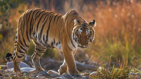 800px-Bengal Tiger in backlight at Corbett National Park