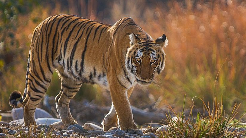 800px-Bengal Tiger in backlight at Corbett National Park