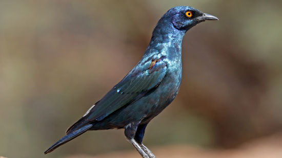 CAPE GLOSSY STARLING