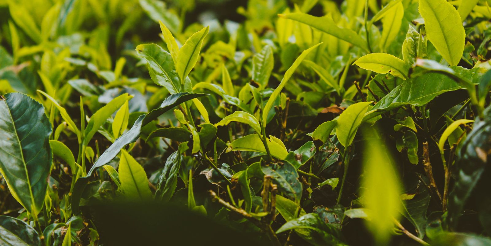 tea plantation in kerala