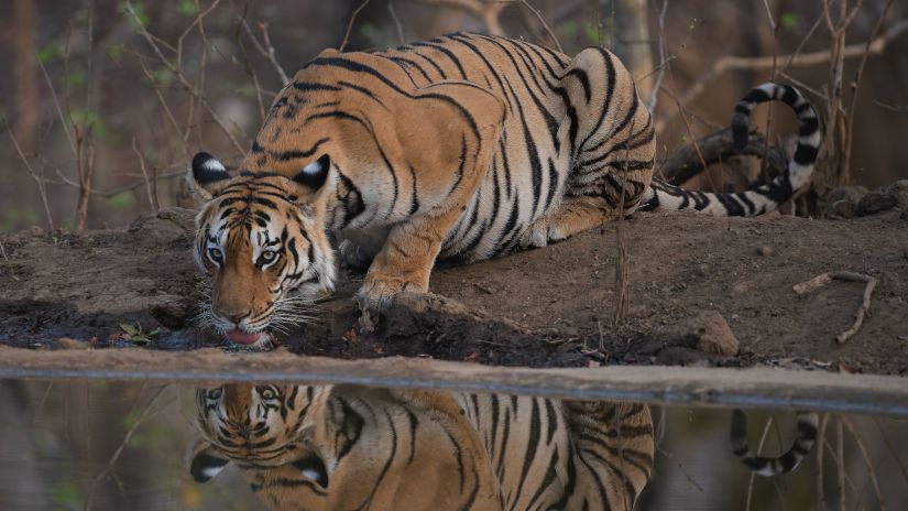 a tiger drinking water out of a water body