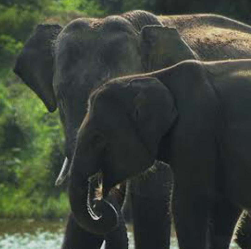 Mother and baby Elephant