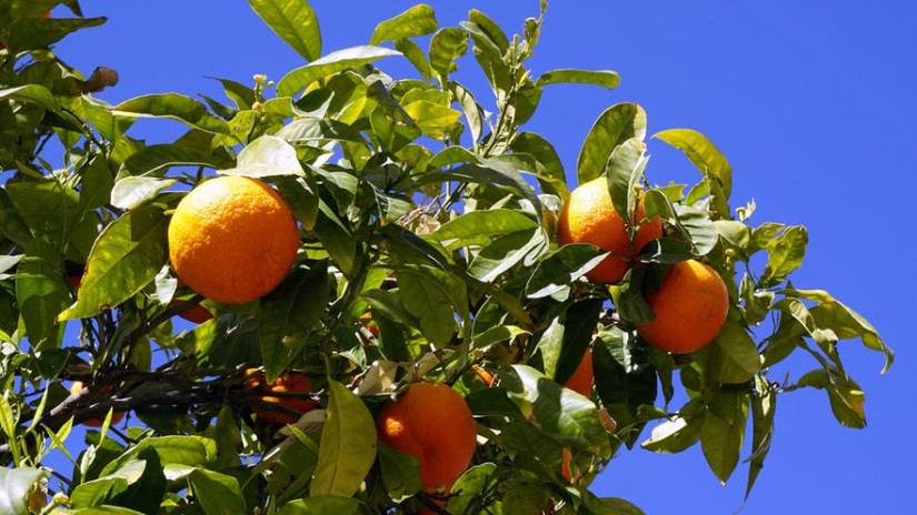 Orange fruit hanging on a tree with a clear blue sky in the background.