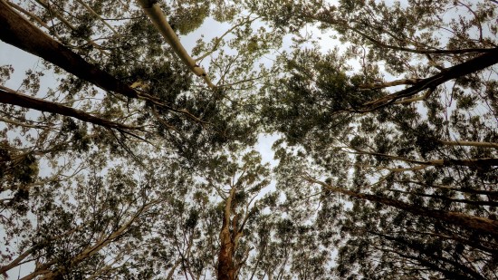 A shot of the towering deciduous trees from below 