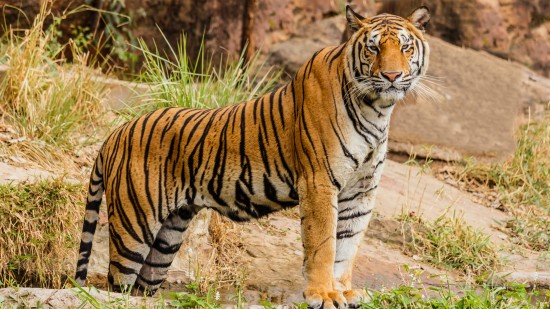 An alert tiger scanning the surroundings