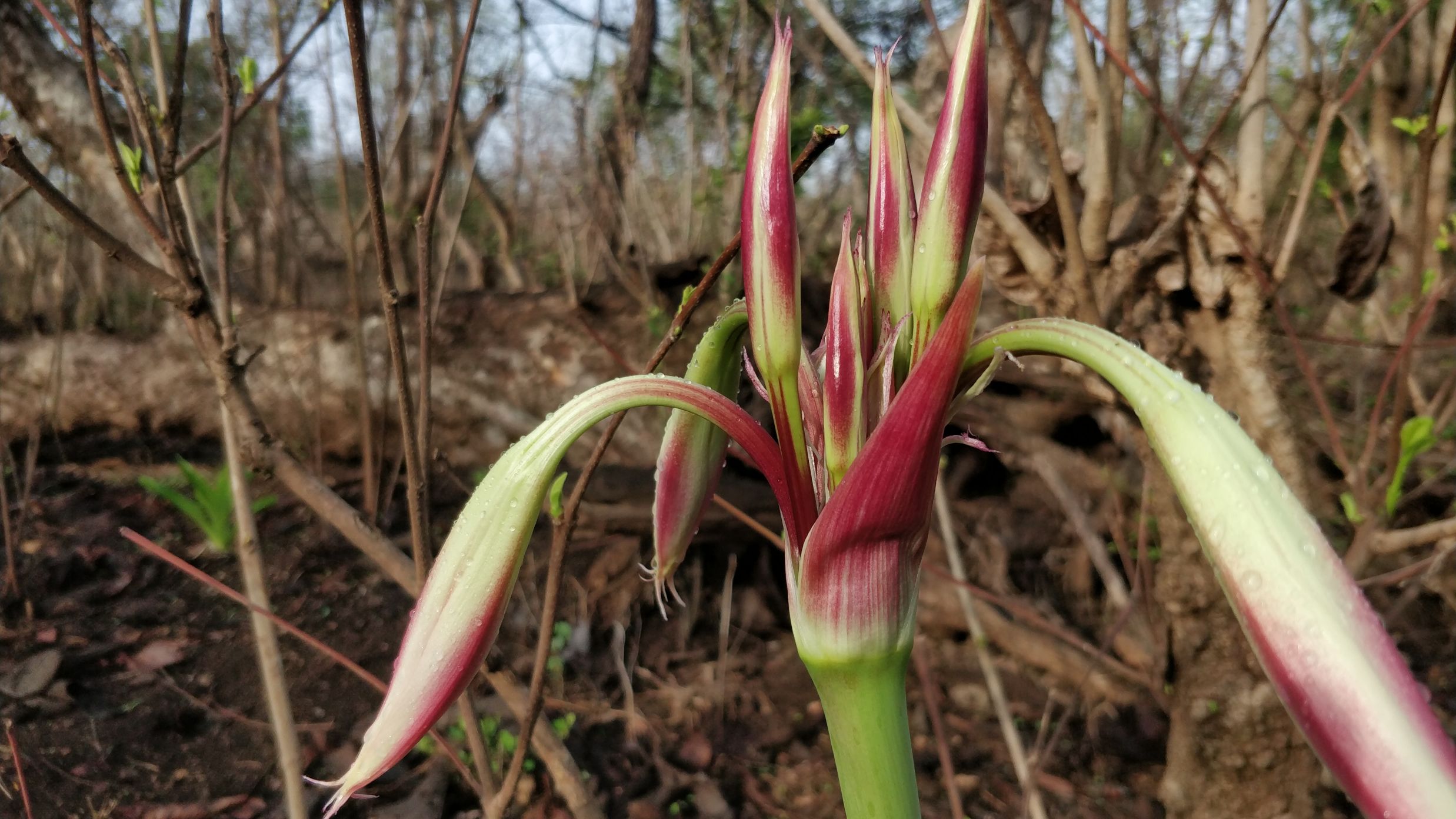 Blossomed Lily Crinum Latifolium topped with dew drops