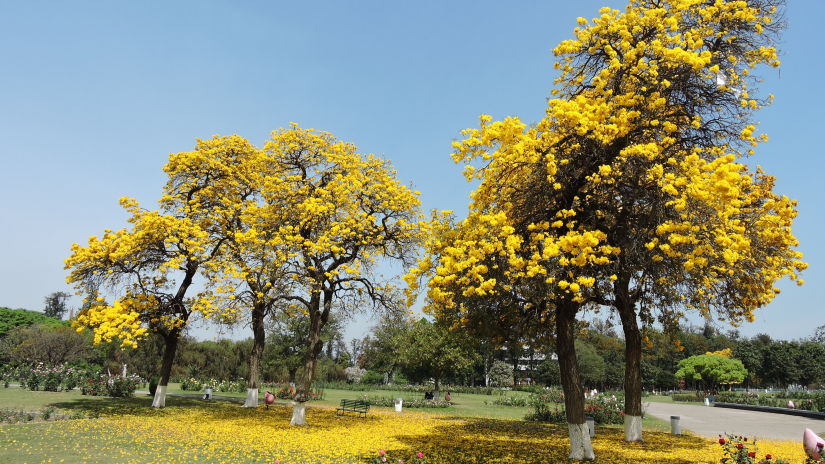 Rose Garden near Hometel Chandigarh, places to visit in Chandigarh