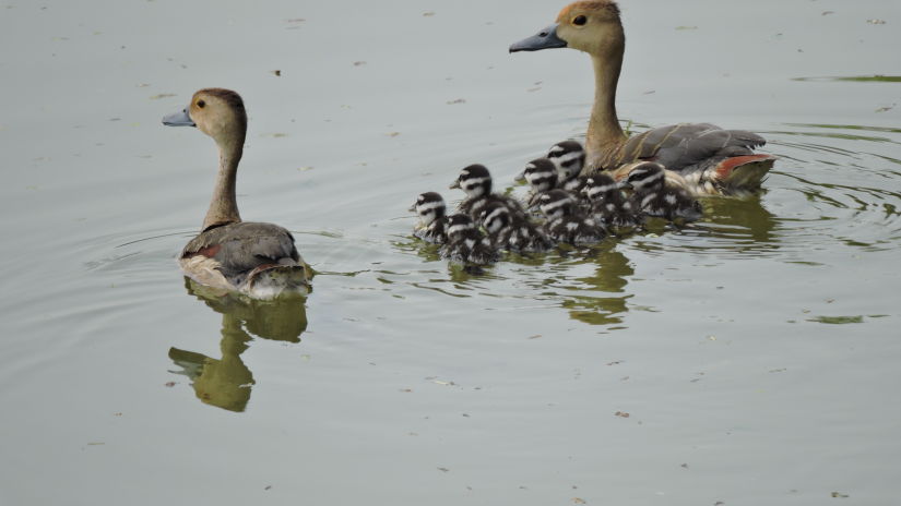 Sukhna Lake, Hometel Chandigarh, places to visit in chandigarh