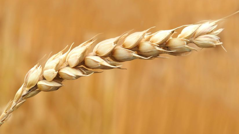 Picture of a raw rice grain