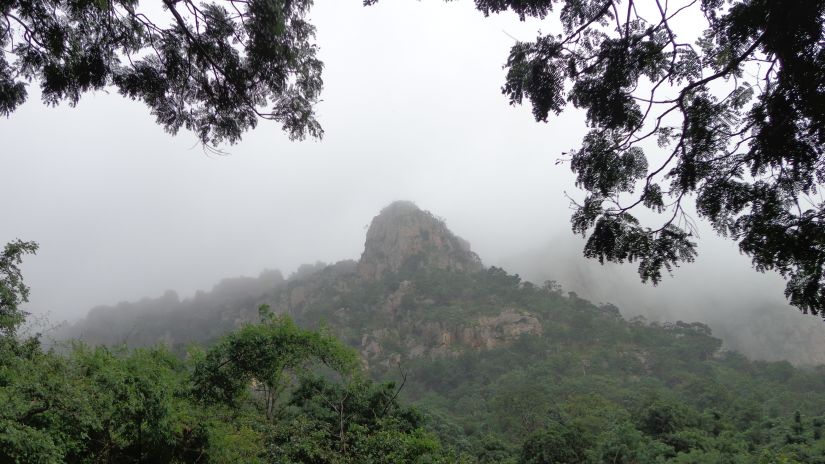 a mist-covered mountain as seen from a afar and a tree in the foreground