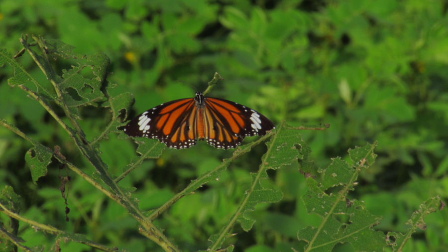 Image of a butterfly