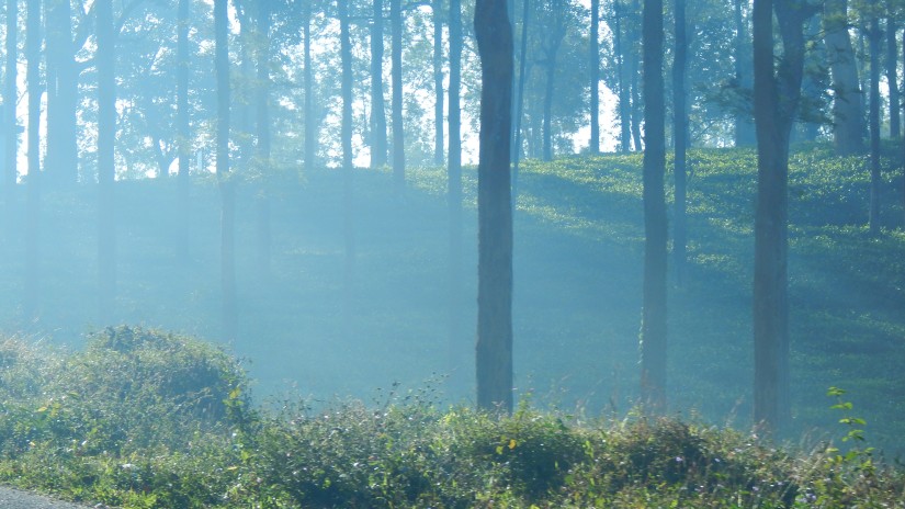 a forest with fog covering the bushes