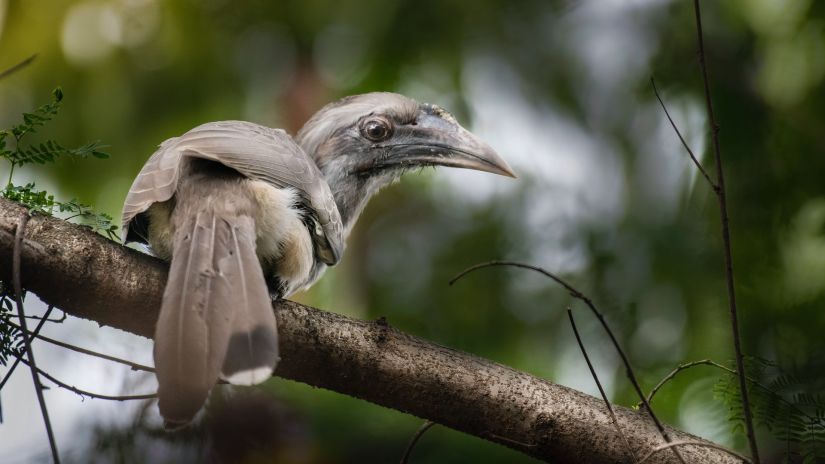 an image of a bird sitting on a branch 