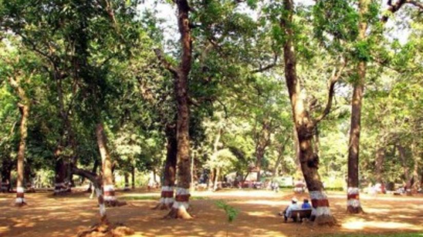 view of a garden with trees all around