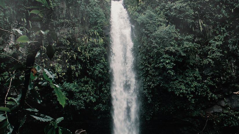 Waterfall amidst the woods surrounded by trees at Shimla