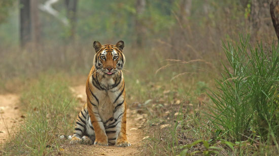 Tiger at Madhya Pradesh Jungle Safari