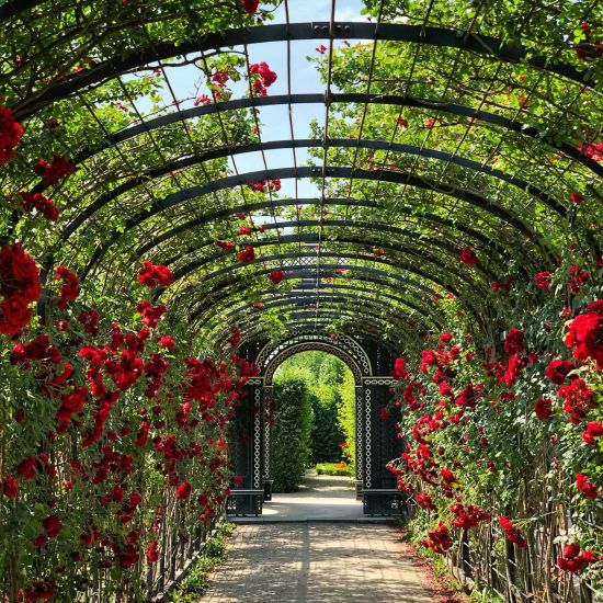 A pathway in a rose garden