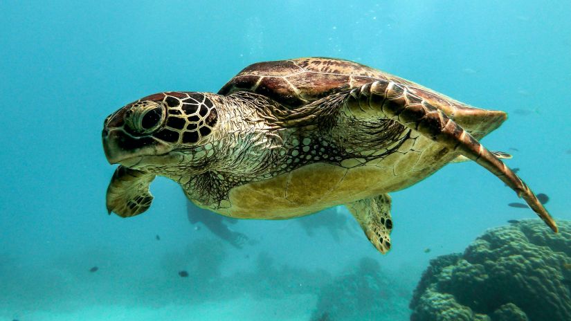 A turtle swimming in the sea