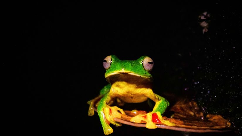 Malabar Gliding Frog